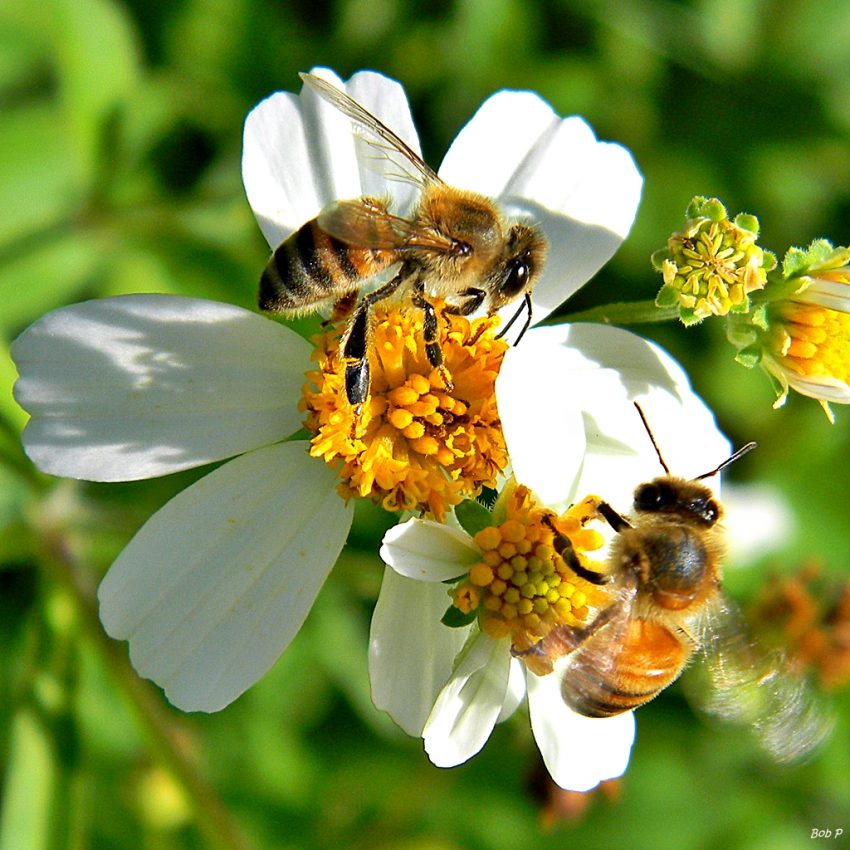 Why are Bees Important to our Planet – My planet blog