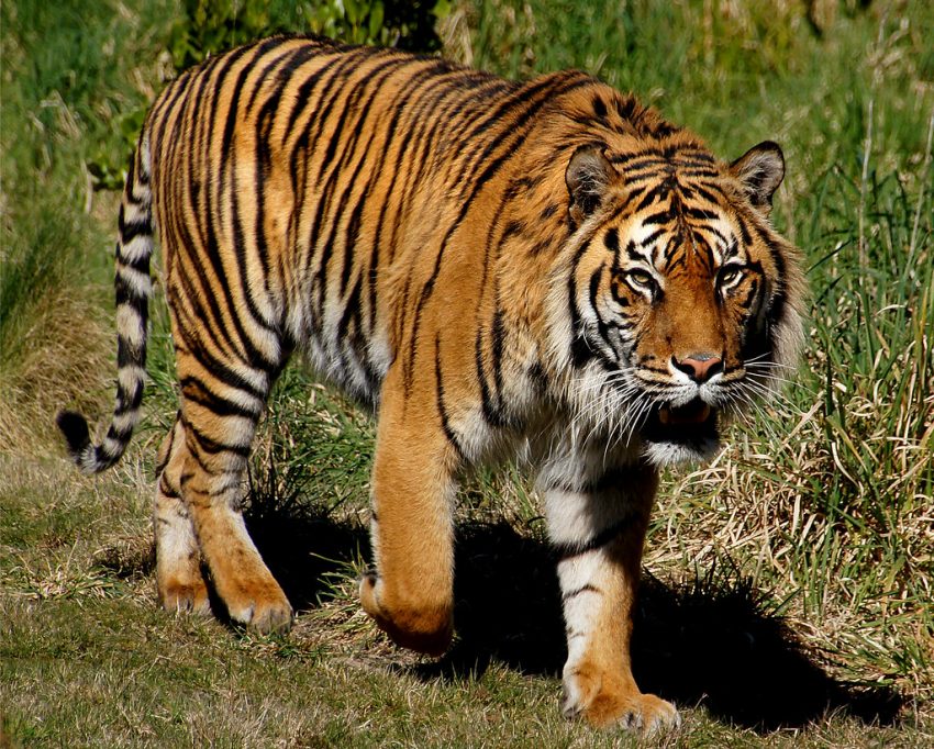 The Story of Tigers – My planet blog