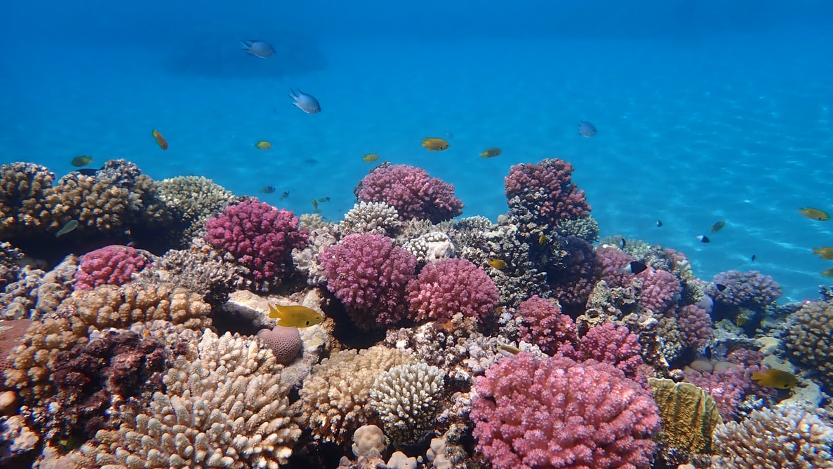 coral gardening – My planet blog