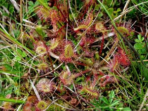 sundew